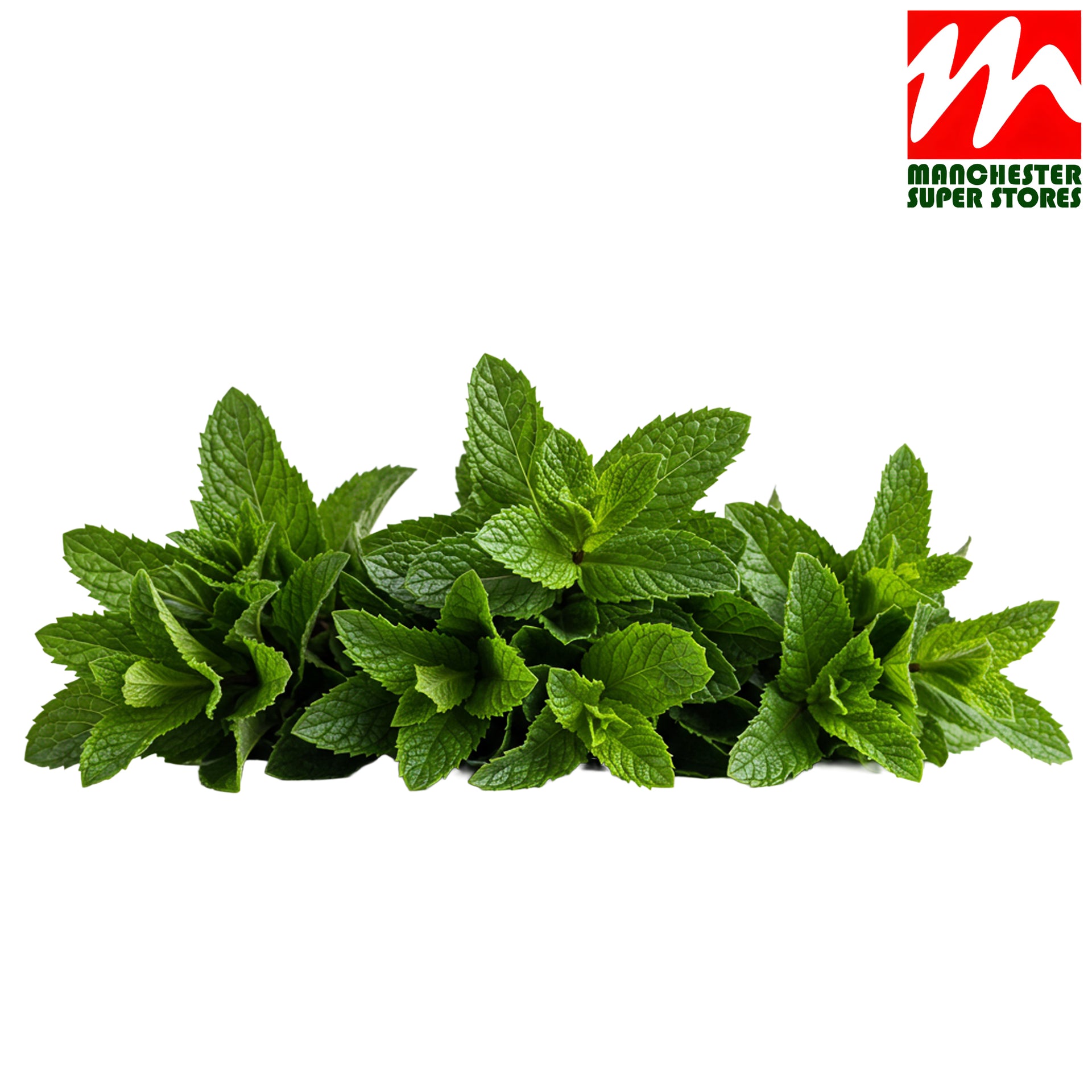 Fresh Mint