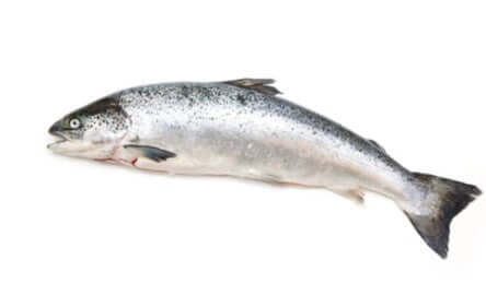 Whole Salmon ~2.5kg
